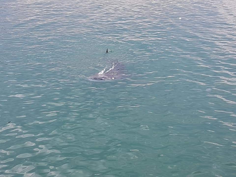 รูปด่วนครับฉลามวาฬเข้าสะพานปลาบ่อทองหลางเมื่อตอนเย็นวันนี้ครับ
