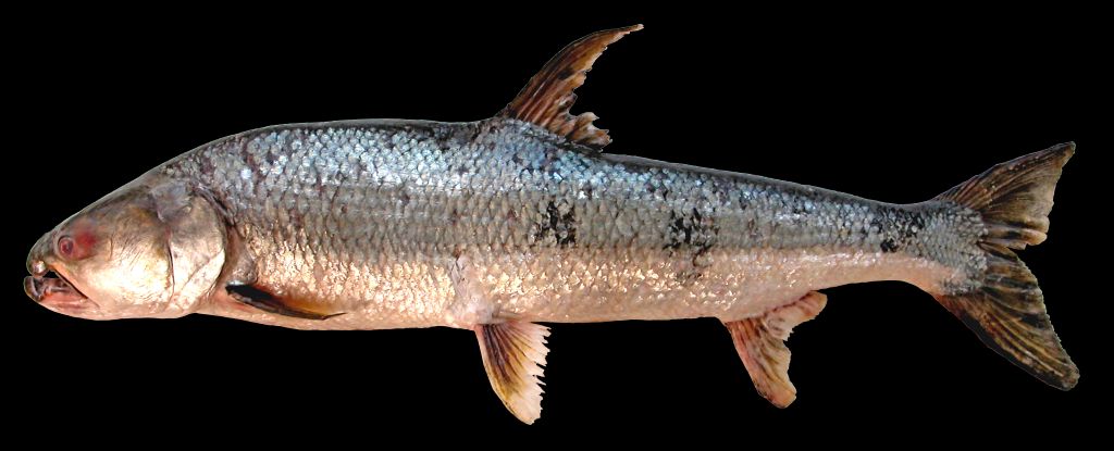 ปลาสะนากยักษ์
Aaptosyax grypus  Rainboth, 1991	
 Giant salmon carp 
ขนาด 120 cm
พบเฉพาะในลุ่มแม่