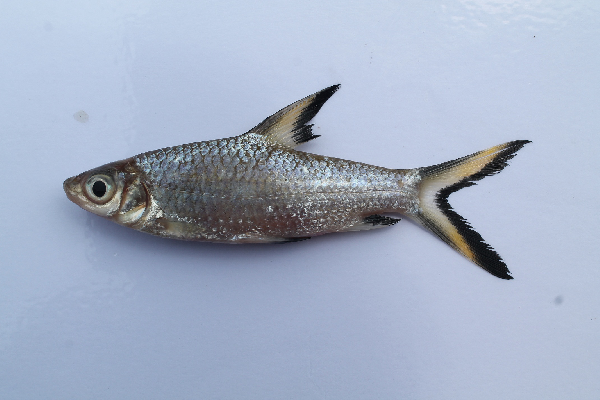 ปลาหางไหม้
Balantiocheilos melanopterus  (Bleeker, 1850)	
 Tricolor sharkminnow 
ขนาด 30 cm
เป็น