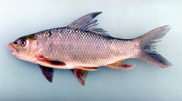 ปลาหว้า
Bangana behri  (Fowler, 1937)	
ขนาด 60 cm
พบในแม่น้ำโขงสายหลัก หายาก และ จับได้น้อยลงมาก