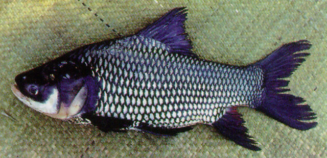 ปลากระโห้
Catlocarpio siamensis  Boulenger,  1898	
 Giant barb 
ขนาด 250 cm
พบในแม่น้ำเจ้าพระยา 