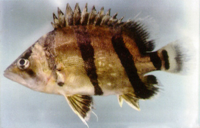 ปลาเสือตอลายเล็ก
Datnioides undecimradiatus  (Roberts & Kottelat, 1994)	
 Mekong tiger perch 
ขนา