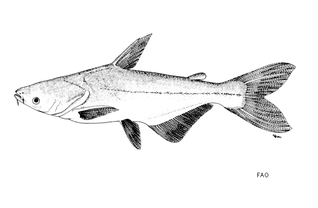ปลาบึก
Pangasianodon gigas  Chevey, 1931	
 Mekong giant catfish
ขนาด 300 cm
พบฌฉพาะแม่น้ำโขง หาก