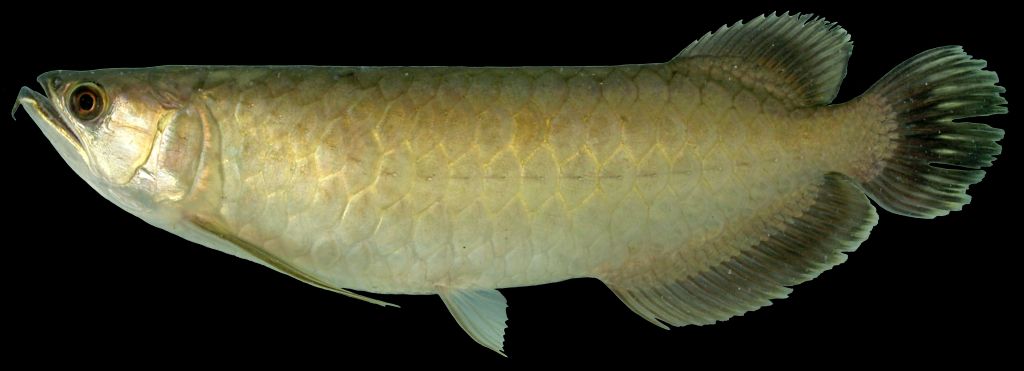 ปลาตะพัด 

Scleropages formosus
ขนาด 90 cm
พบตามลำธารที่มีน้ำนิ่ง และ แหล่งน้ำขนาดใหญ่ในป่า ที่จ