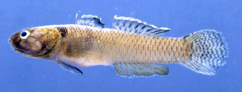 ปลาบู่รำไพ

Queen Rambai's goby
Mugilogobius rambaiae
(Smith, 1945) 
ขนาด 70cm
พบในป่าพรุ และ 