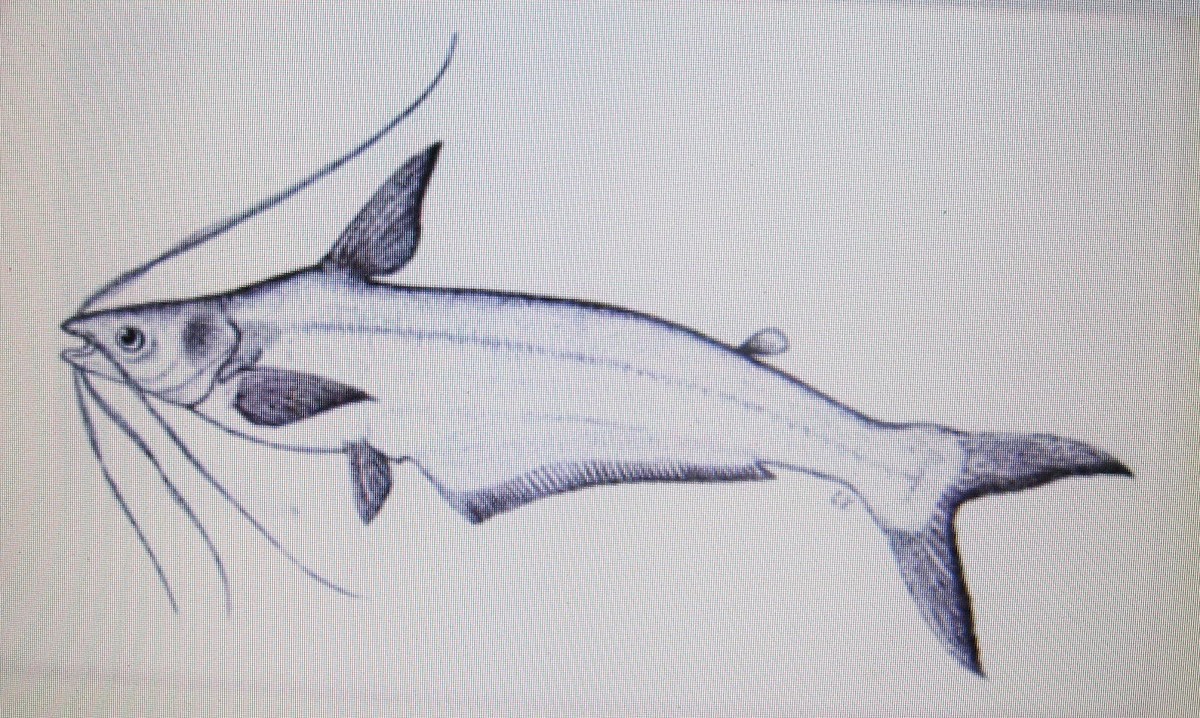 ปลาหวีเกศ
Siamese schilbeid catfish
Platytropius siamensis (Sauvage, 1833) 
ขนาด 20cm
พบในแม่น้ำ
