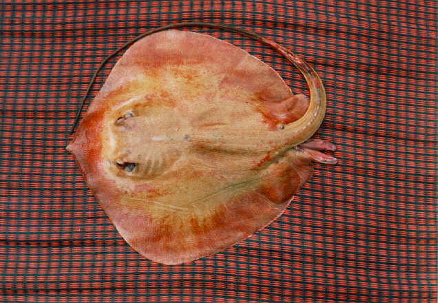 ปลากระเบนแม่น้ำโขง
Hemitrygon laosensis  (Roberts &  Karnasuta,  1987)	
 Mekong stingray 
ขนาด 60