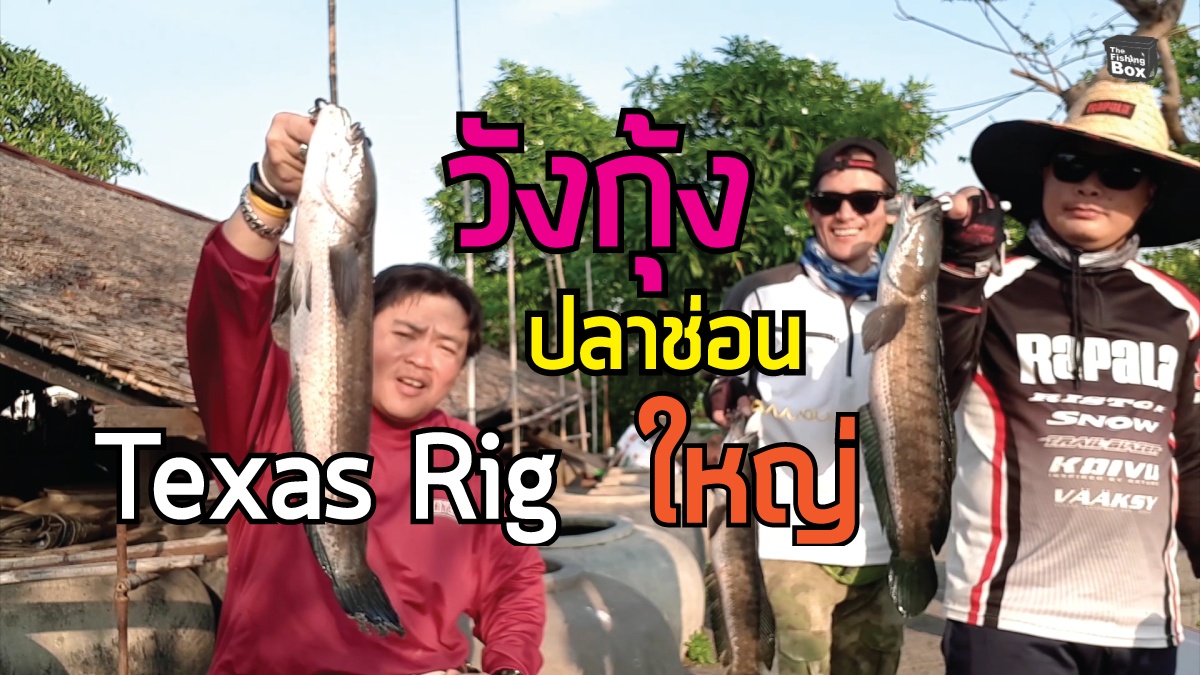 วิถีแห่ง Texas Rig #271 พี่ด้งพาลุยหมายวังกุ้ง