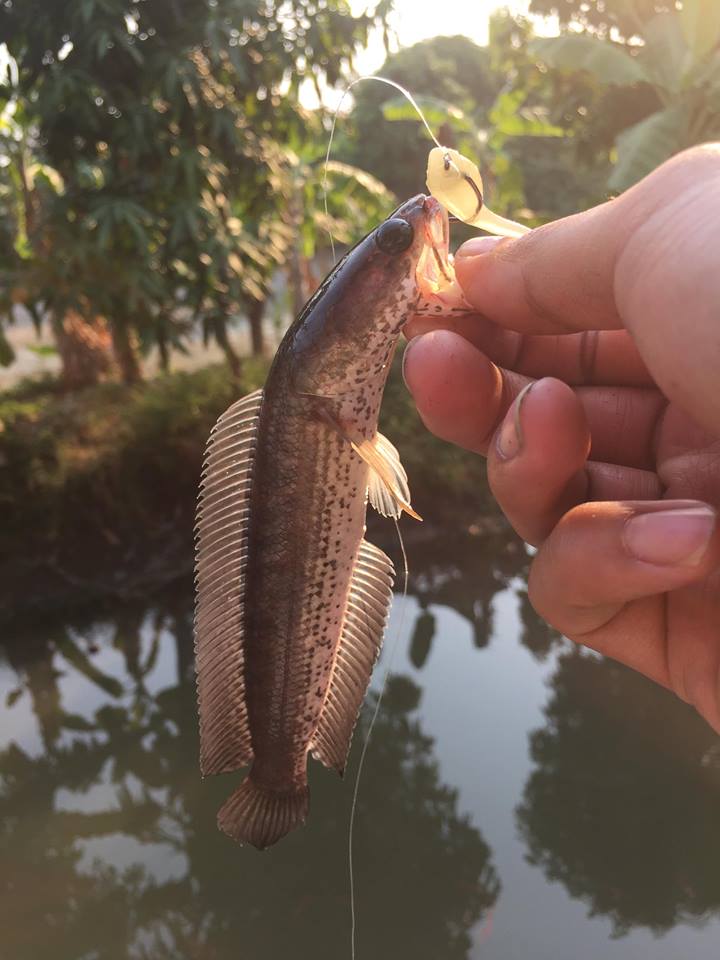 ....Micro snakehead fishing....