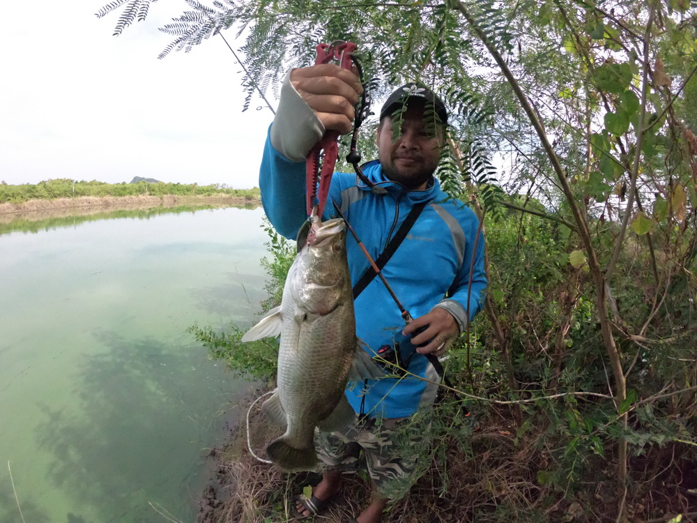 เริ่มต้นมาที่บ่อกะพงในวังกุ้งกันก่อนครับ น้านัทเปิดเกมส์ก่อนเลยกับ Rapala shadow 7 cm  :cheer: :chee