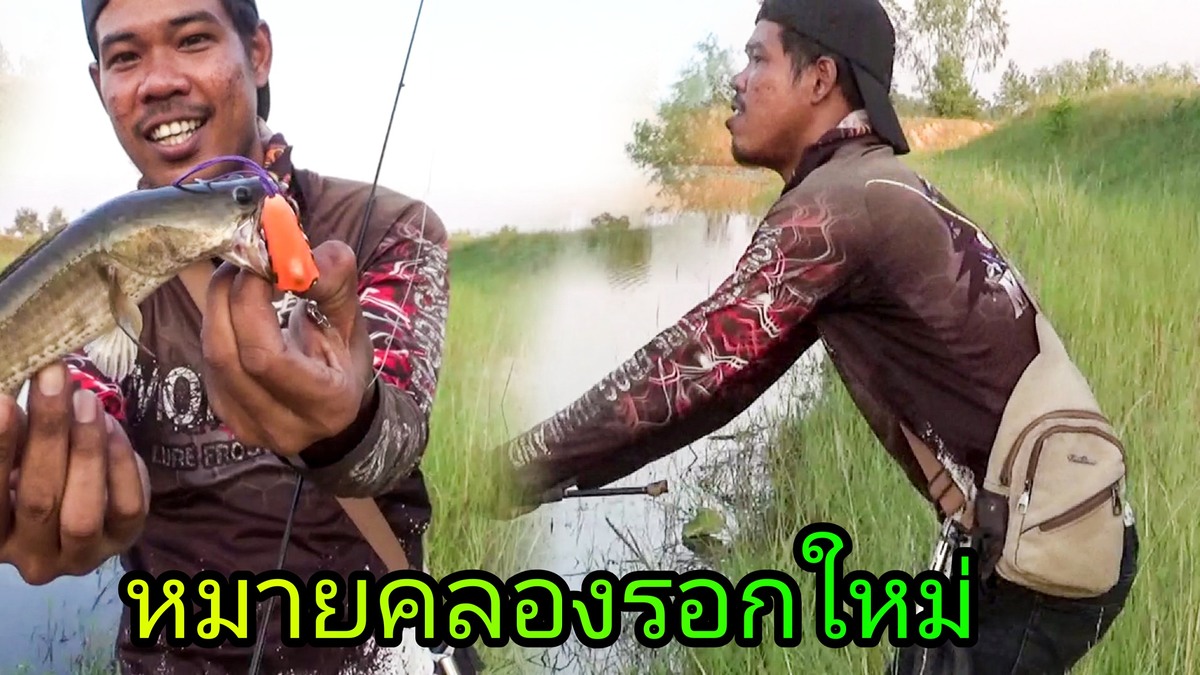 Monster​Frog​TH​ ตกปลา​ช่อน​คลอง​รอก​ใหม่​