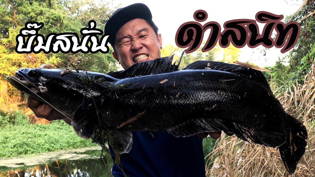 ใครปิดไฟ ? ชะโดคลองมุดสาหร่าย จะเอาออกมายังไง ?