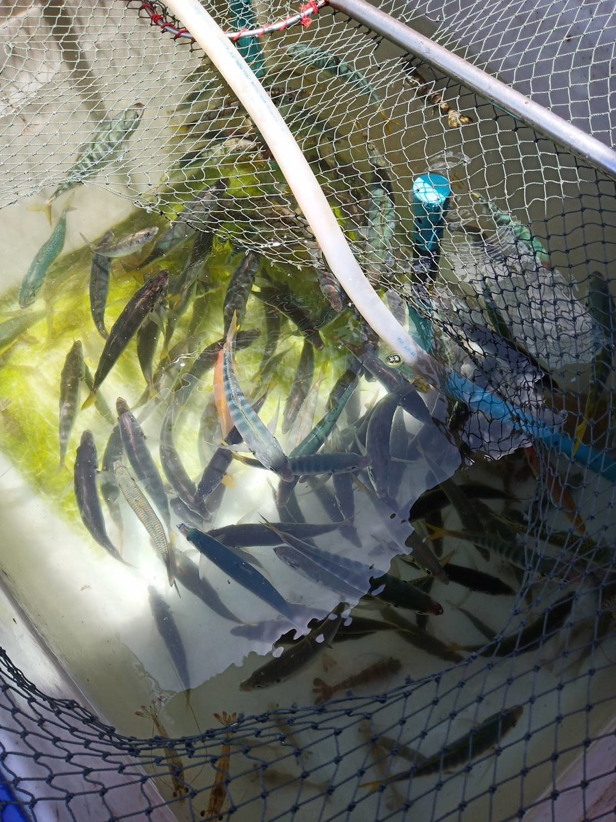 เหยื่อเราไปปลาเป็น กับเหบื่อปลาตัดคับ  เราลากปลาโอมาทำเหยื่อ ตอนลอยปลาเก๋า ใช้เหยื่อปลาโอแล่ชิ้นใหญ่