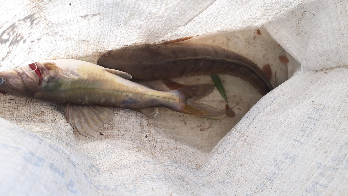 ได้แค่นี้ครับ หมายโดนแห ข่ายวน หมดเลย สงสัยต้องตีตามบ่อ