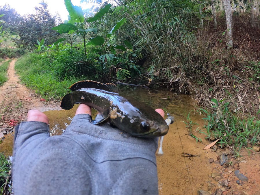 
 [center][b]หัวจิ๊ก VMC 2.5g หนอนยาง STORM GOMOKU SOFT MINNOW[/b][/center]