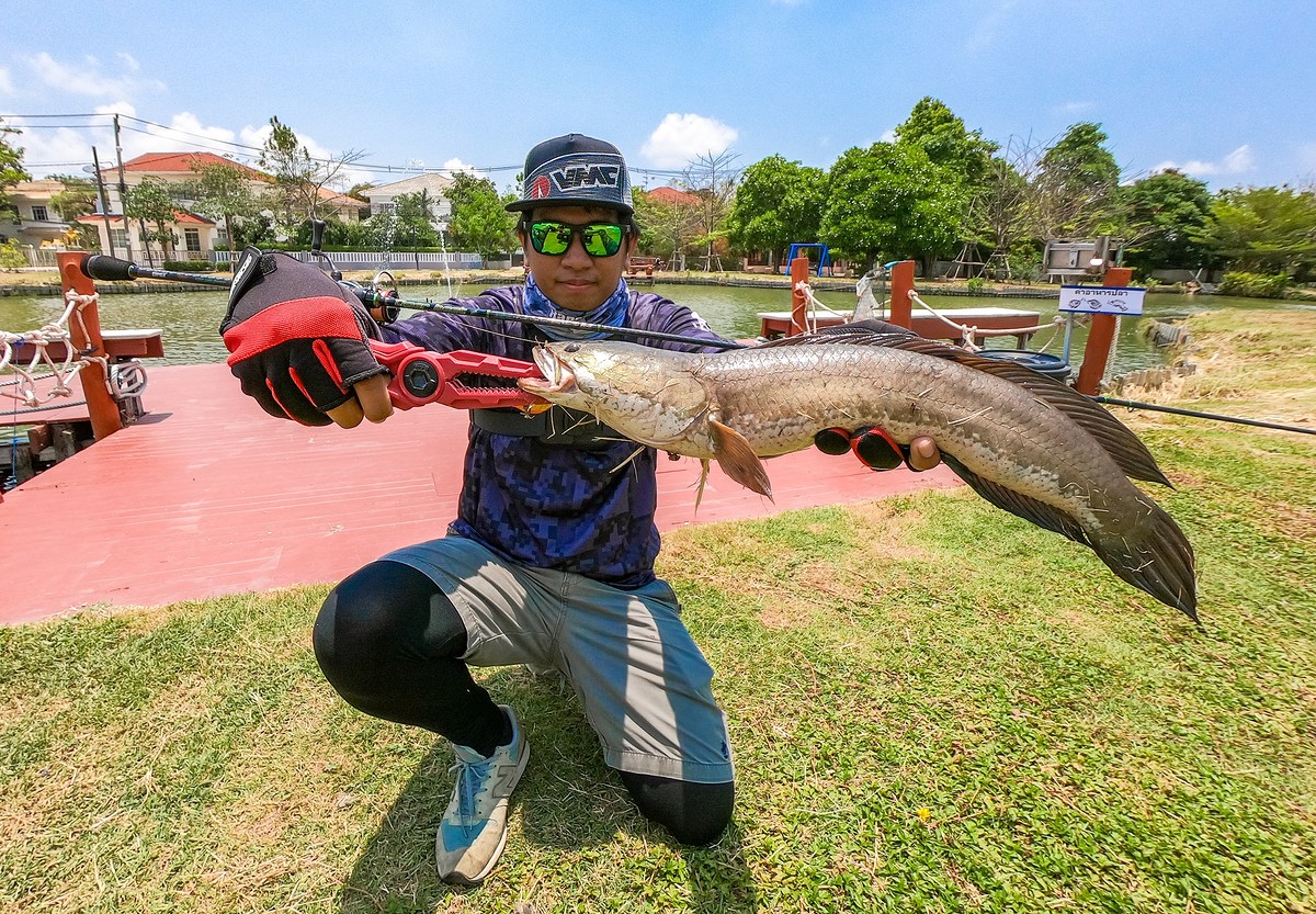 ทดสอบคัน Rapala Tiger Beet 4-8 lb.