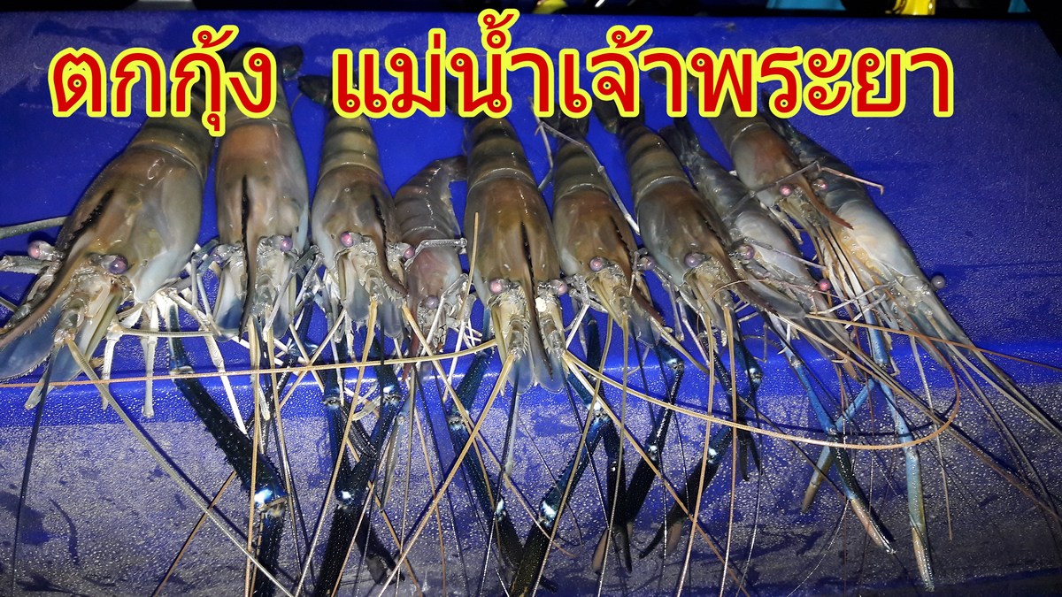 ตกกุ้งแม่น้ำเจ้าพระยา ไต๋นัฐ