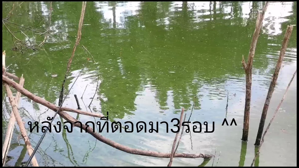 วินาทีได้โทรฟี่่ครับ ปลาหมอใหญ่กินระแวงเหมือนกันตอดเอาเหยื่อไป3ไม้
