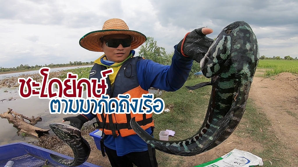 ชะโดยักษ์ ตามมากัดถึงเรือ