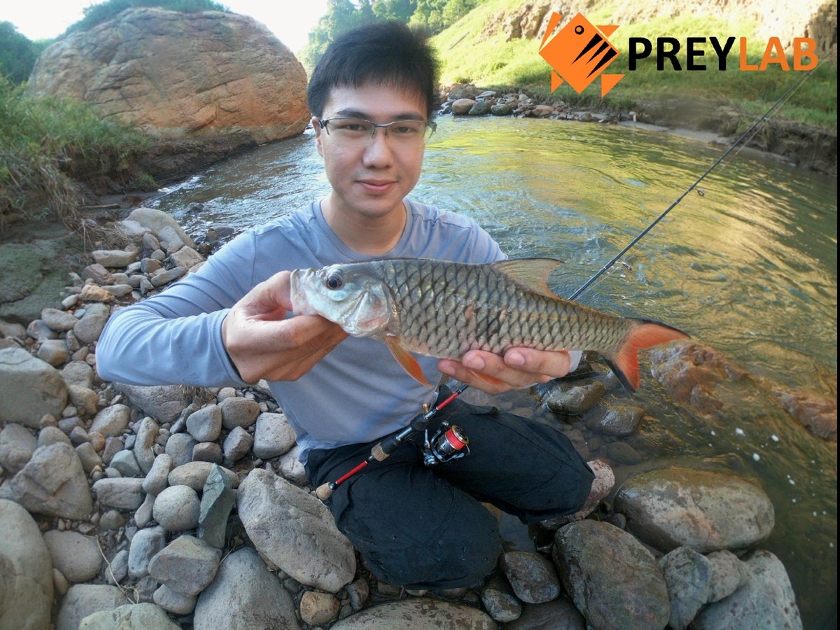 เจ้าตัวนี้สัก 3-4 ขีดได้ ไซส์กำลังเหมาะกับอุปกรณ์

Rod: PREYLAB custom prototype UL 3-8lbs
Reel: 