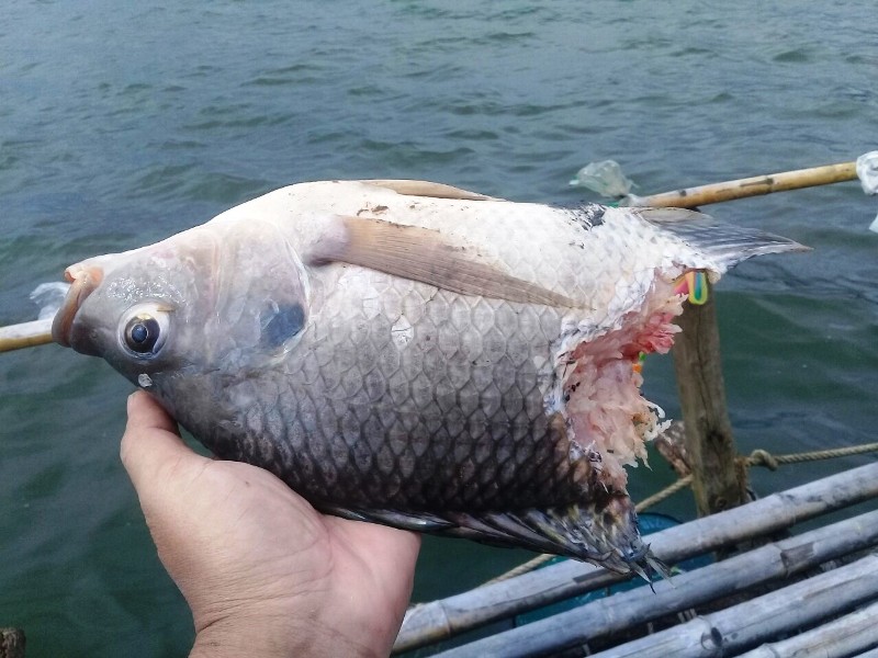 ว่าแล้วทำใมปลาไม่เข้ามีเจ้าถิ่นเฝ้านี้เอง :cool: :cool: :cool: