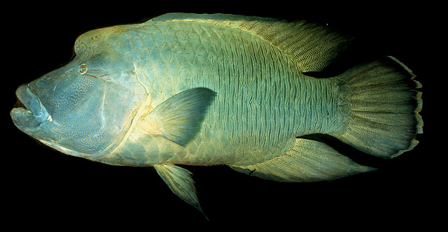 ปลานกขุนทองหัวโหนก ปลานโปเลียน
Cheilinus undulatus	
 Humphead wrasse 
ขนาด 220 cm
พบในแนวปะการัง