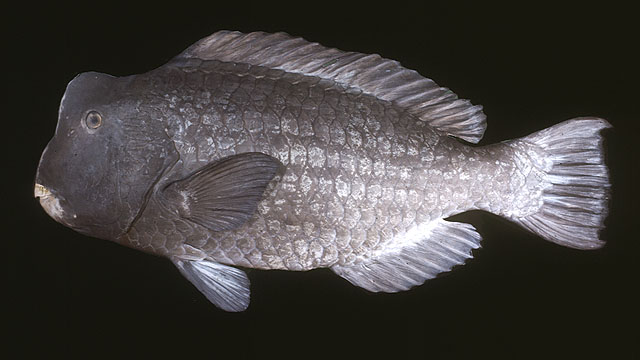 ปลานกแก้วหัวโหนก
Bolbometopon muricatum	
 Green humphead parrotfish 
ขนาด 150 cm
พบหากินเป็นกลุ่