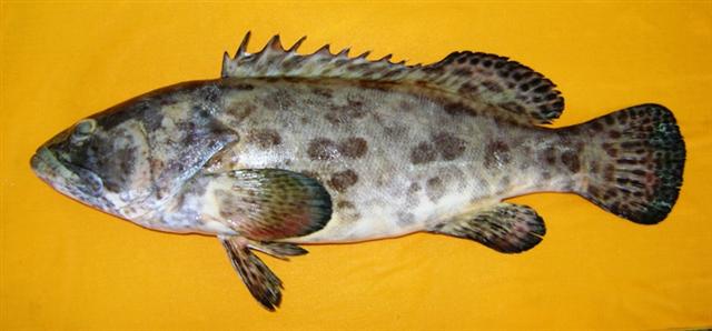 ปลาเก๋าดอกหมาก
Epinephelus tukula Morgans, 1959	
 Potato grouper 
ขนาด 220 c
พบตามกองหินใต้น้ำ แ