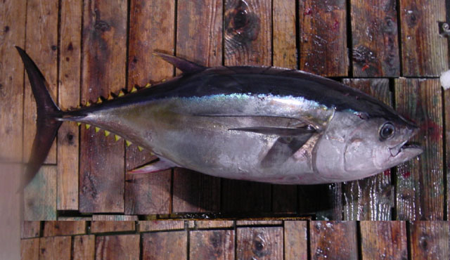ปลาทูน่าตาโต
Thunnus obesus (Lowe, 1839)	
 Bigeye tuna 
ขนาด 250 cm
พบหากินเป็นฝูงในระดับกลางน้ำ