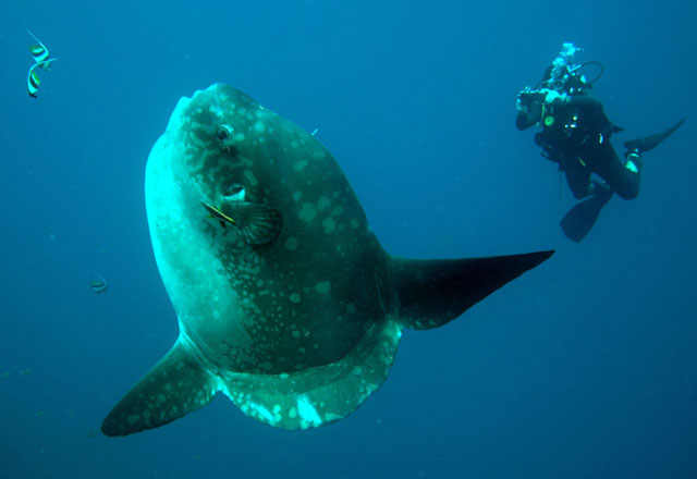 ปลาพระอาทิตย์
Mola mola (Linnaeus, 1758)	
 Ocean sunfish 
ขนาด 300 cm
พบหากินในเขตน้ำลึกในเขตทะเ