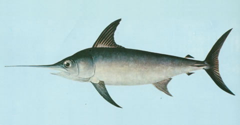 ปลากะโทงแทงดาบ
Xiphias gladius	
 Swordfish 
ขนาด 450 cm
หากินอยู่ในเขตน้ำลึกใกล้พื้นทะเล ตั้งแต่