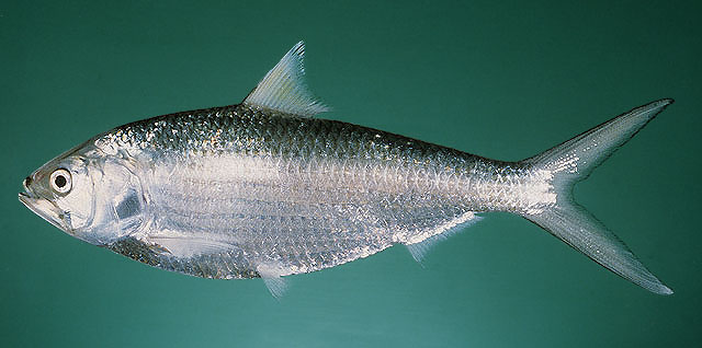 ปลาตะลุมพุก
Tenualosa toli	
 Toli shad 
ขนาด 60 cm
พบอาศัยอยู่ในทะเลใกล้ชายฝั่ง ปากแม่น้ำ และ แห