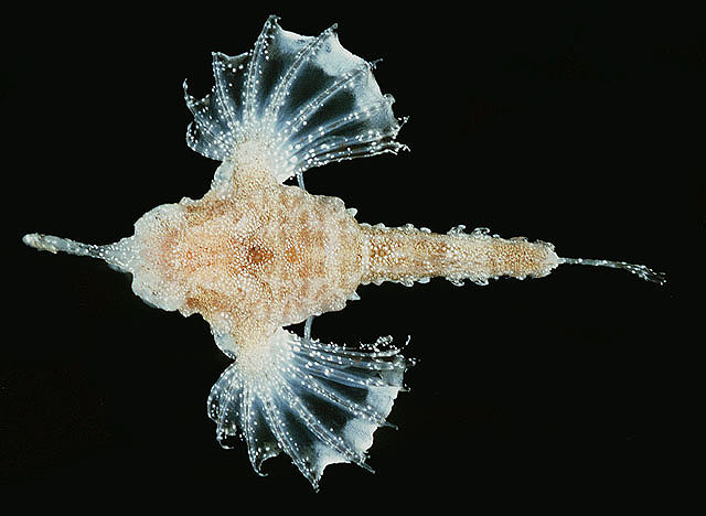 ปลาผีเสื้อกลางคืน ปลามังกรทะg]
Eurypegasus draconis	
 Short dragonfish 
ขนาด 7cm
หากินอยู่ตามพื้