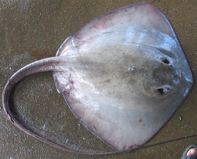 ปลากระเบนหางธง
Pastinachus sephen (Forsskål, 1775)	
 Cowtail stingray 
ขนาด 180 cm
พบอาศัยหากินบ