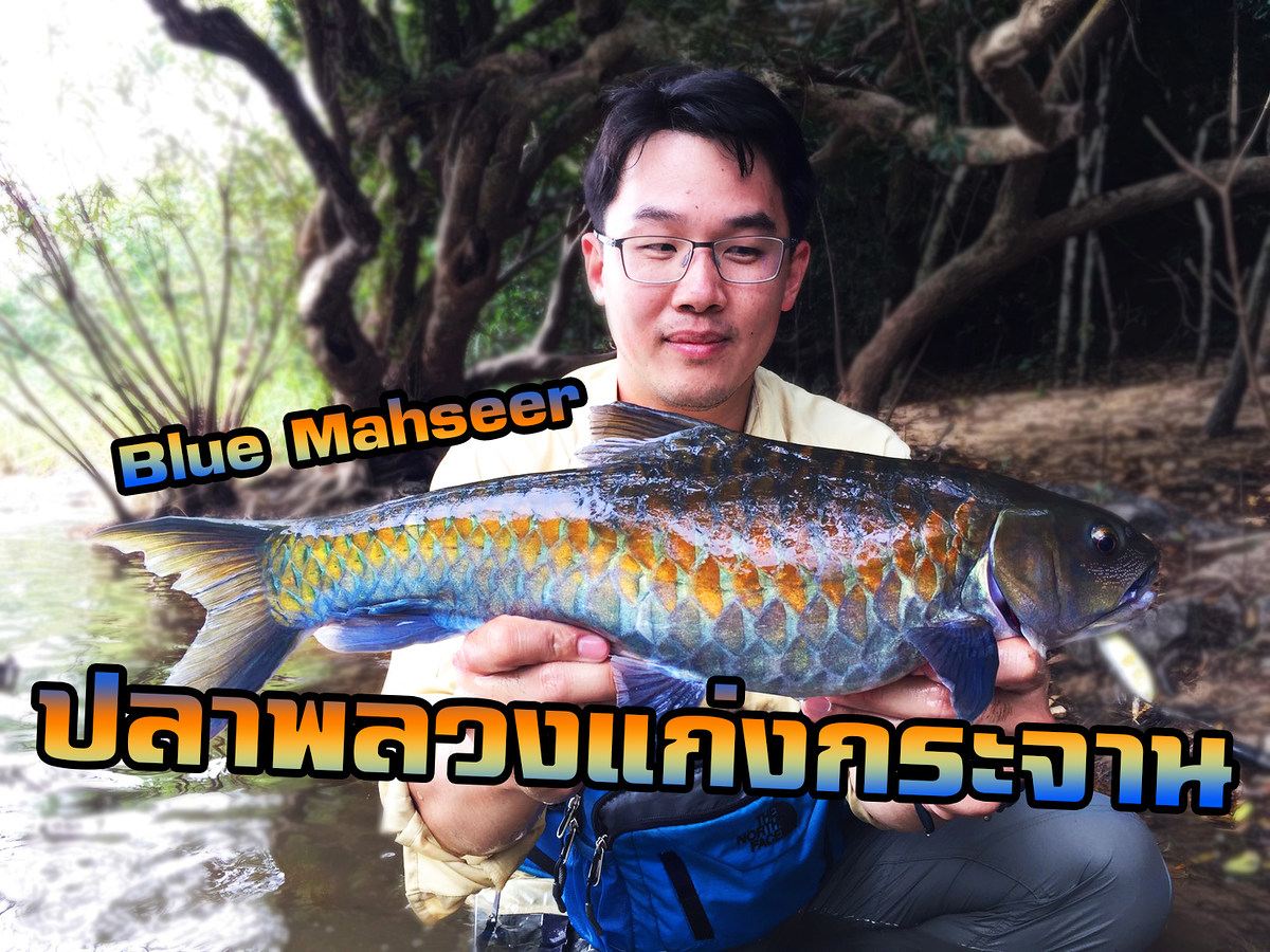 ตก ปลาพลวง แก่งกระจาน ( Blue Mahseer fishing in Kaeng Krachan )