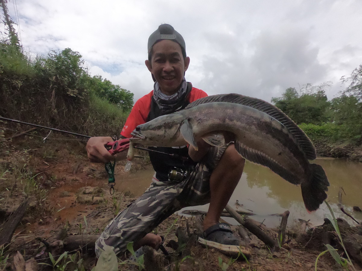 ภาพอีกคลิปนึง​
ผลงานชะโด Rapala​ shad​ dancer​ 5cm

 :cheer: :cheer: :cheer: :cheer: :cheer: