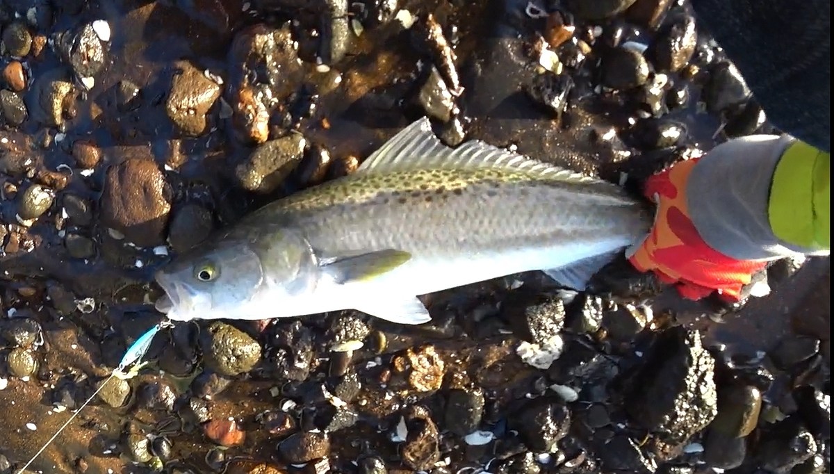 มันคือปลาตัวแรกในชีวิต ในนิวซีแลนด์ .. ด้วยงาน UL 3-6lb. กับเหยื่อ ไมโครจิ๊ก 10 g. 
