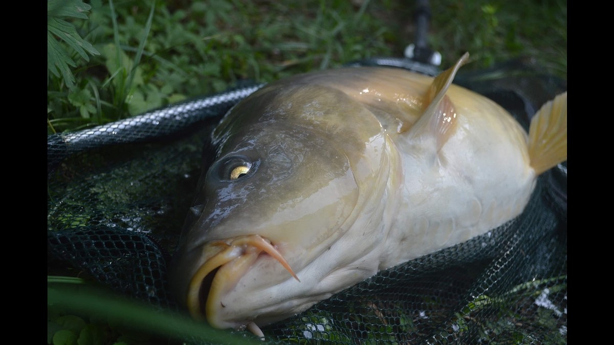 ตัวที่ตามหาครับ "ปลาคาร์ป" #Carp# ครับ 