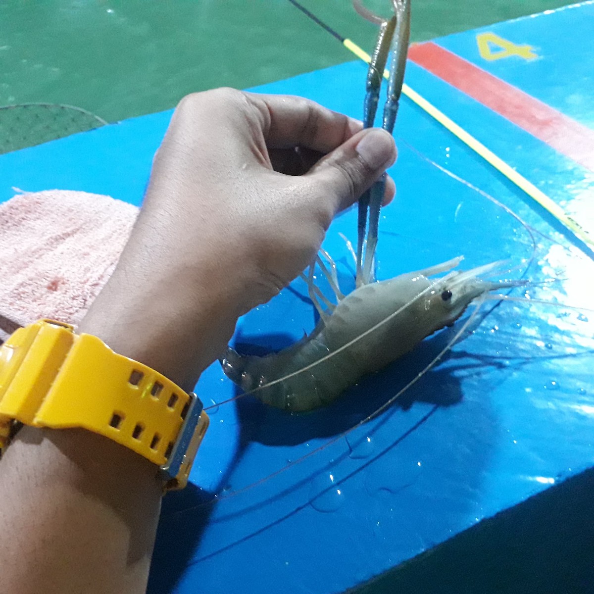 จับดีๆครับ ให้จับก้ามก่อนเลยไม่งั้