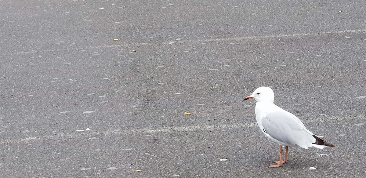 ที่นี่ถ้ามีคนตกปลา .. ก็จะมีนกนางนวล(sea gull) มารุมล้อม .. เพื่อหวังจะได้ความเมตตาจากนักตกปลาให้เศษ