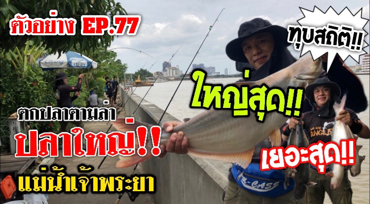 We are Angler EP.77 :”ตามล่าสวายน้ำแดง แม่เจ้าพระยา”