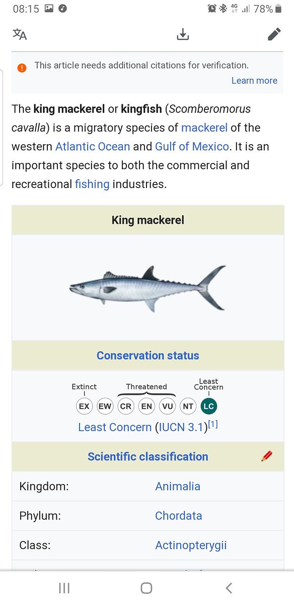 นี่คือคิงแม็คเคเรลฟิช king mackerel fish คือปล