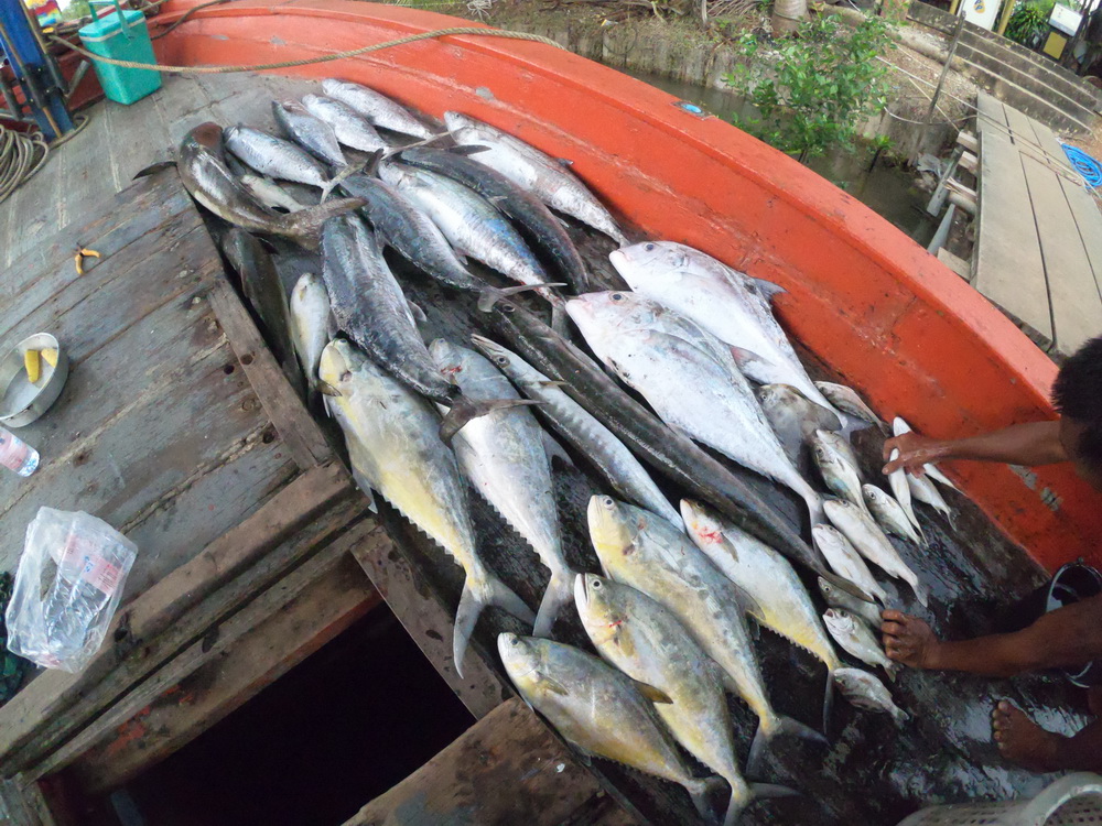 ผลงานปลารวมๆกับเรือไต๋พลทะเลตราด แ