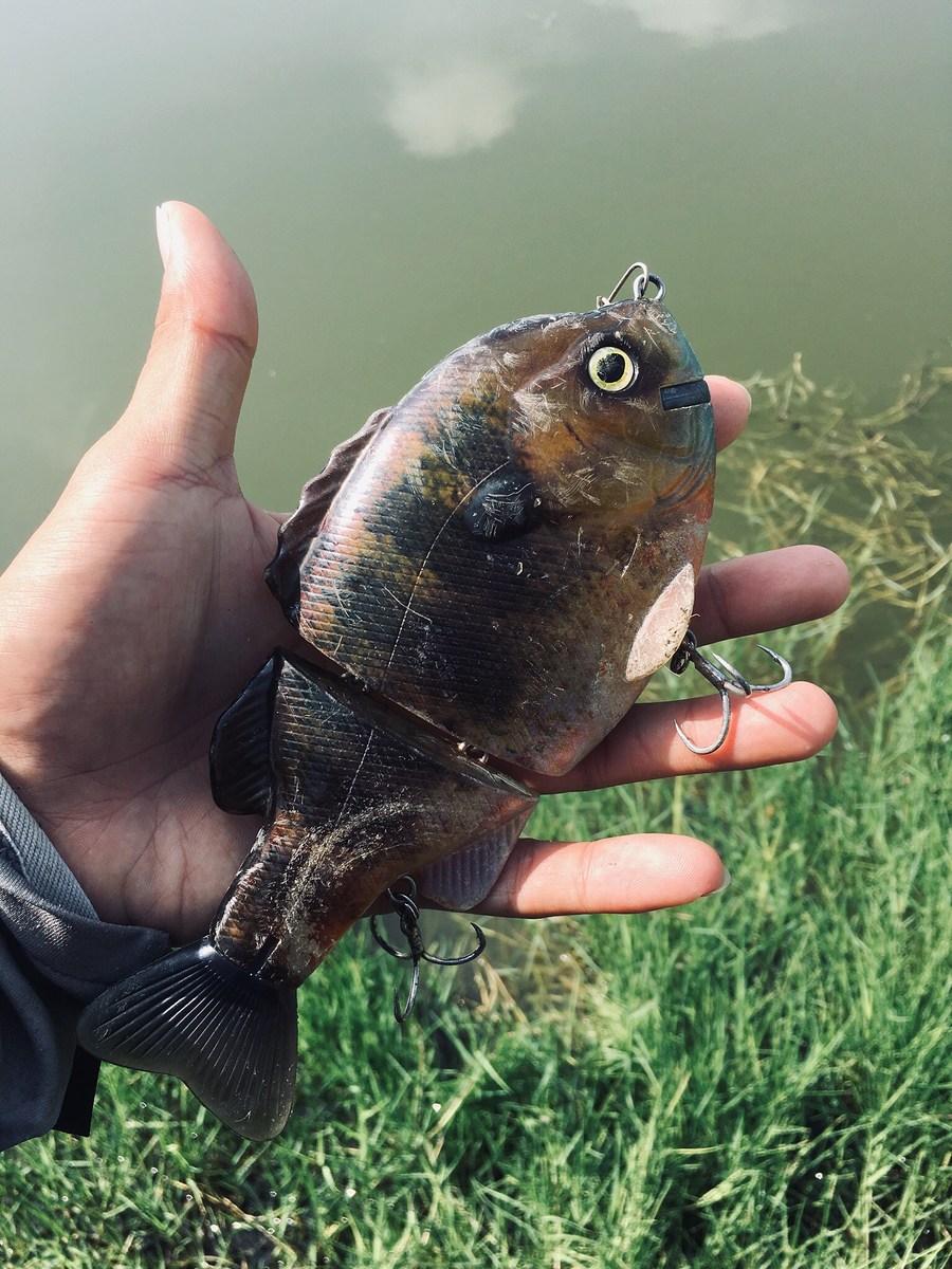 ส่ง swimbait ลงไปเลาะริมฝั่งดูก่อน

เหยื่อตัวใหญ่ๆ น่าจะดึงดูดนักล่าตัวโตๆได้ดี



