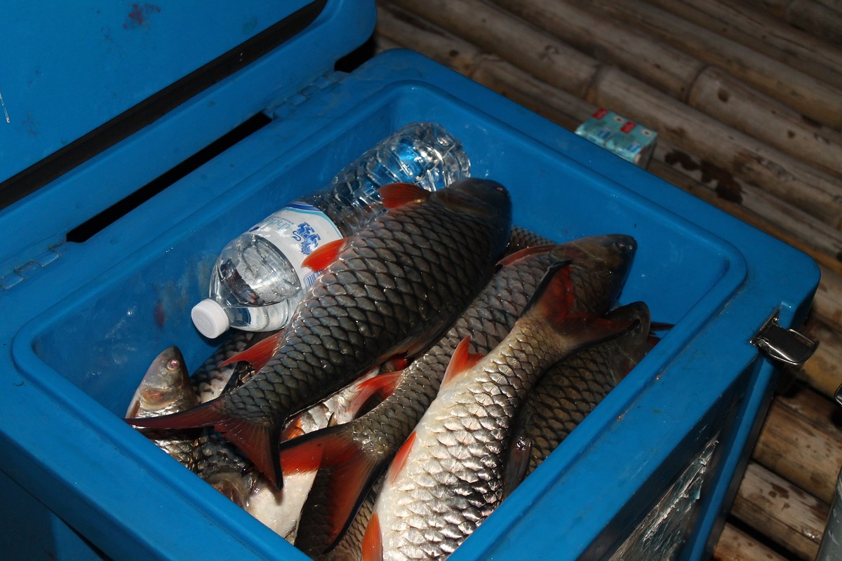 ผลงานกระสูบรวมๆส่วนปลาช่อนรวมไม่ได้ถ่ายไว้เพราะแบตกล้องมาหมดเอาดื้อๆปลาทุกตัวที่ผมนำกลับไปปรุงอาหารไ