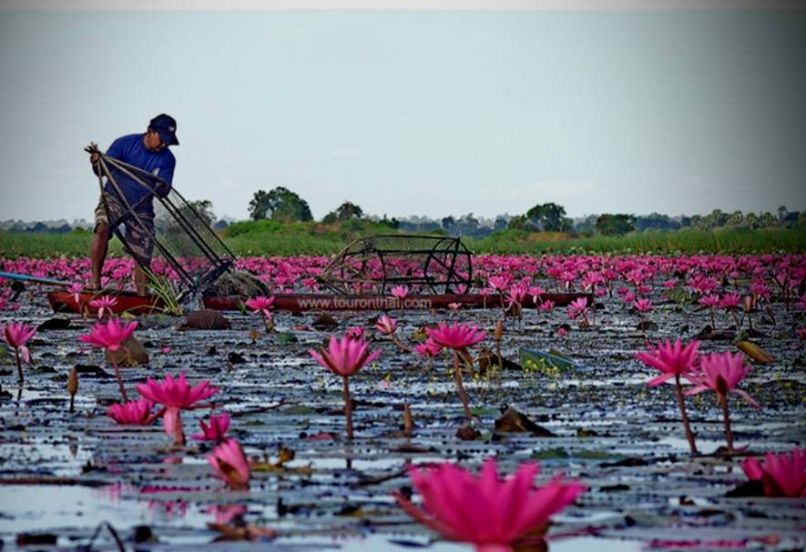 ...บัวแดง..สวยสมชื่อครับ