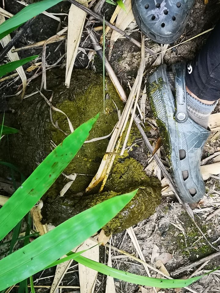 ขี้กระทิงสดใหม่ แมลงวันยังตอมอยู่เ
