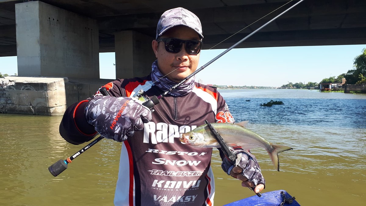 หันเรือกลับมาแถวสะพานเจอฝูงปลาแปบกำลังไล่กินลูกปลา จัดด้วยชุด ul Rapala vespida 2-4