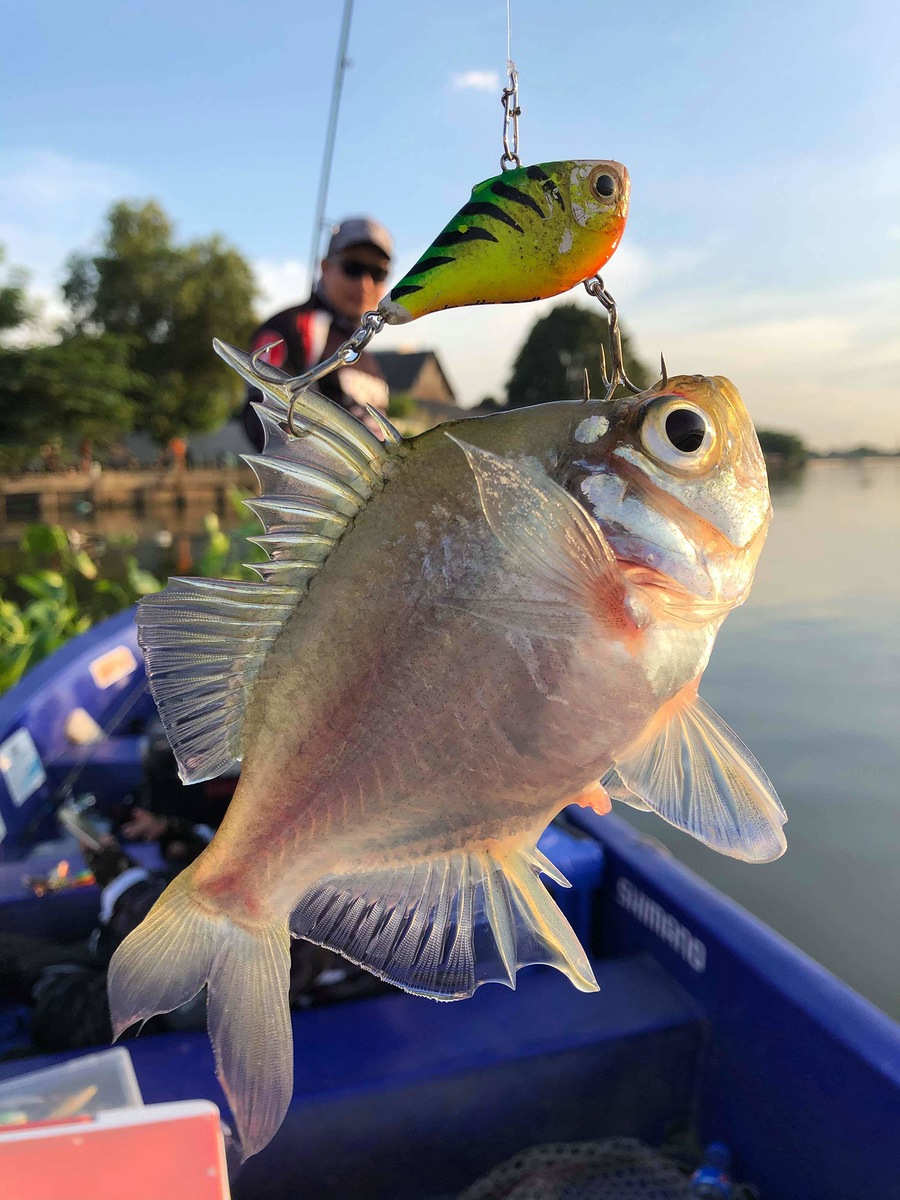 แวะเข้าหมายหาปลาม้าสักหน่อย แต่เจอเจ้าถิ่น ปลาแป้นออกมาต้อนรับ ด้วยเหยื่อ Rapala Rippin Rap 05