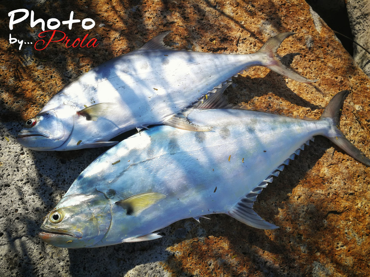  Light Shore Jigging Queenfish เทพธิดาลายจุด